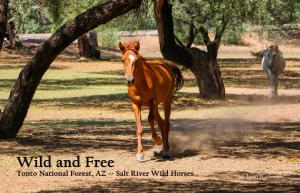 Salt River Wild Horses in Arizona